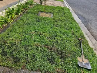 WE SPECIALIST ON INSTANT ROLL ON LAWN INSTALLATIONS NO DEPOSITS PAY AFTER JOB DONE I BRING ALL MTRLS