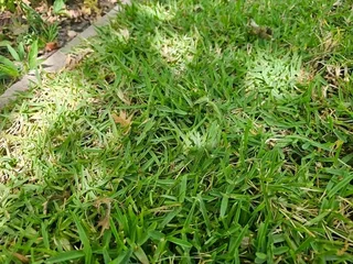 WE SPECIALIST ON INSTANT ROLL ON LAWN INSTALLATIONS NO DEPOSITS PAY AFTER JOB DONE I BRING ALL MTRLS