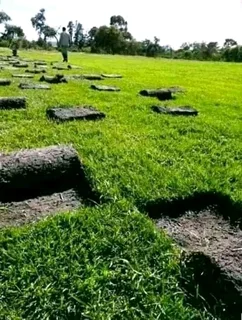 We Install All Types Of Roll On Lawn Fresh Grass From The Farm  With No Deposits Upfront