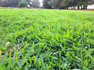 WE DO THE JOB FIT AND SUPPLY WITHOUT ASKING DEPOSITS UPFRONT  ROLL ON GRASS INSTALLATIONS