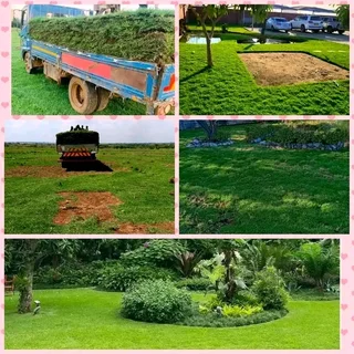 No Deposits Upfront You Pay Deposits When Materials Arrive On Site Cheapest Kikuyu Grass Installatio