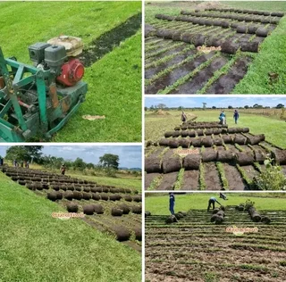 NO DEPOSITS UPFRONT YOU PAY DEPOSITS WHEN MATERIALS ARRIVE ON SITE CHEAPEST KIKUYU GRASS INSTALLATIO