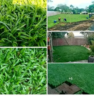 NO DEPOSITS UPFRONT YOU PAY DEPOSITS WHEN MATERIALS ARRIVE ON SITE CHEAPEST KIKUYU GRASS INSTALLATIO