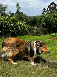 Rough Collie puppies