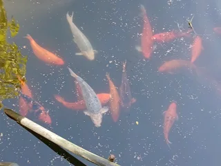 Koi fish