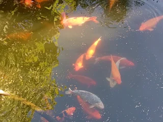 Koi fish