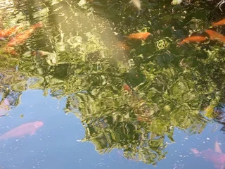 Koi fish
