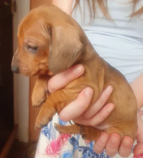 Dachshund puppies