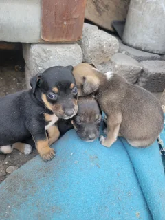 Miniature Pinscher mix puppies