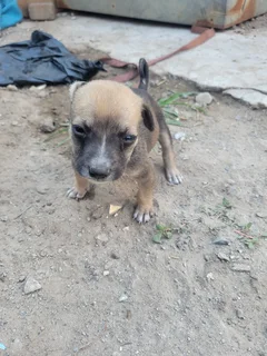 Miniature Pinscher mix puppies