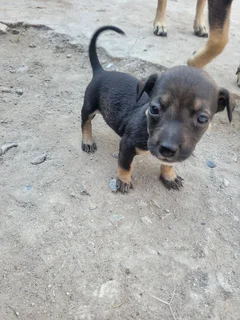 Miniature Pinscher mix puppies