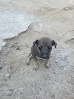 Miniature Pinscher mix puppies