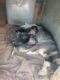 Miniature Pinscher mix puppies