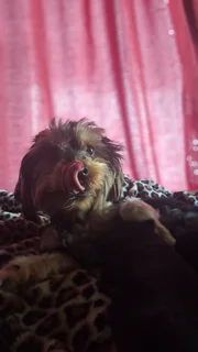 Yorkshire - Ad posted by Shantell De Jager - McCullough