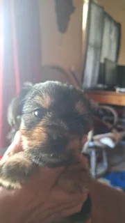 Blue Merle Tweed Yorkshire Terrier Puppies Available