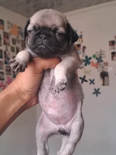 Pug puppies
