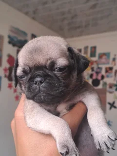 Pug puppies