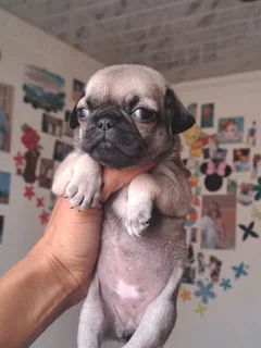 Pug puppies