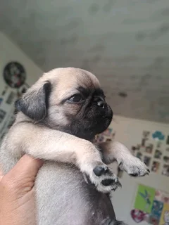 Pug puppies