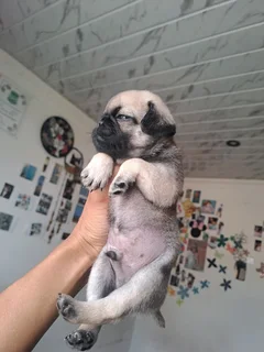 Pug puppies