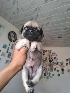 Pug puppies