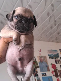 Pug puppies