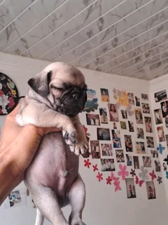 Pug puppies