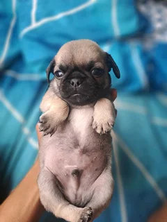 Pug puppies