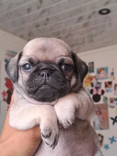 Pug puppies