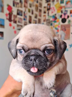 Pug puppies