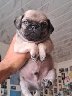Pug puppies