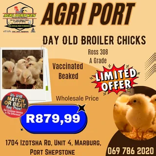 Agri Port Day Old Chicks