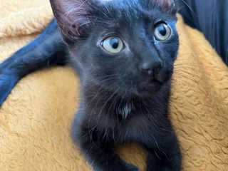 Black Kitten