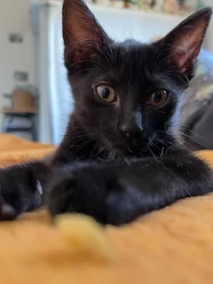 Black Kitten