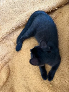 Black Kitten