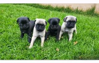 Pug Puppies.