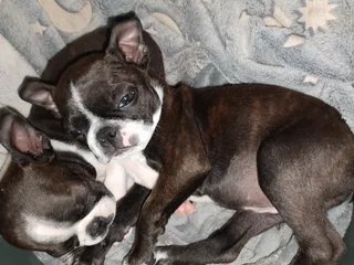 Boston Terrier pups