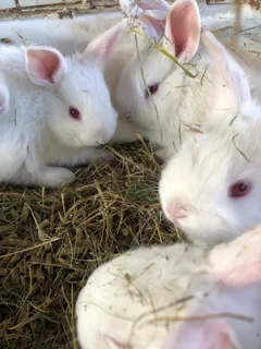 New Zealand white rabbits