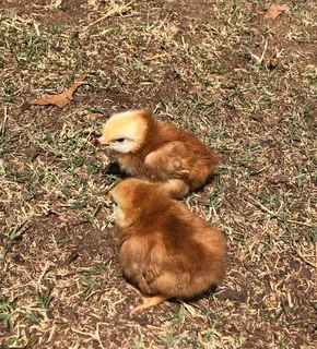 Rhode Island Red day olds