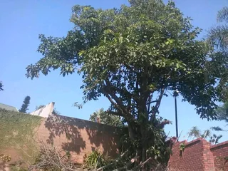 Tree felling and removal