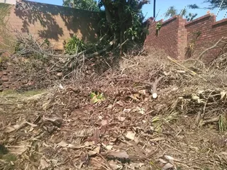 Tree felling and removal