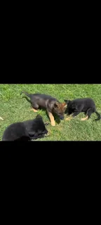 German Shepherd Puppies