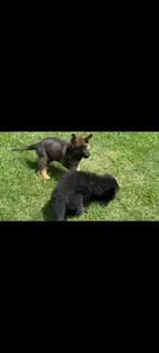 German Shepherd Puppies