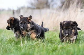 German Shepherd Puppies