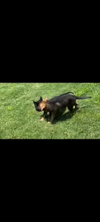 German Shepherd Puppies