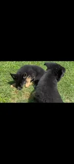 German Shepherd Puppies