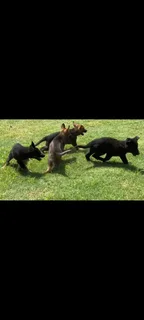 German Shepherd Puppies