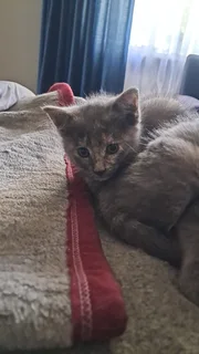 Kittens - Ad posted by Tanya Snyman