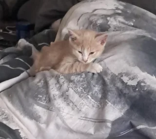 Kittens - Ad posted by Tanya Snyman