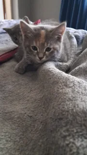 Kittens - Ad posted by Tanya Snyman